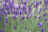 Lavandula angustifolia (Common or English lavender)