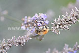 Lavandula angustifolia (Common or English lavender) with Bee