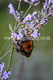 Lavandula angustifolia (Common or English lavender) with Bee