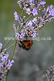 Lavandula angustifolia (Common or English lavender) with bee
