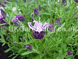 Lavandula stoechas (French lavender)