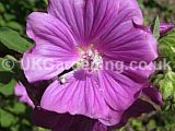 Lavatera (Tree mallow)