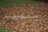 Making leaf mould (1)