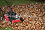 Making leaf mould (2)