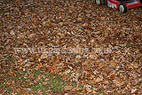 Making leaf mould (3)