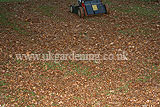 Making leaf mould (4)