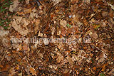 Making leaf mould (5)