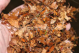 Making leaf mould (9)