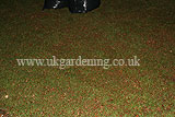 Making leaf mould (12)