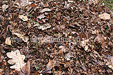 Making leaf mould