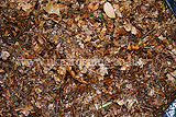 Making leaf mould (17)