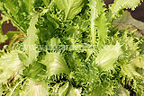Lactuca sativa (Lettuce)