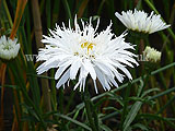 Leucanthemum x superbum 'Aglaia' (Shasta daisy)
