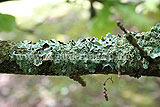 Lichen on oak branch