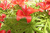 Lilium 'Red Dwarf' (Lily)