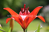 Lilium 'Red Dwarf' (Lily)