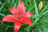 Lilium 'Red Dwarf' (Lily)