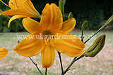 Hemerocallis (Daylily)