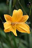 Hemerocallis (Daylily)