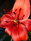 Lilium 'Red Dwarf' (Lily)