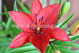 Lilium 'Red Dwarf' (Lily)