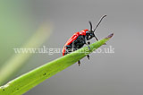 Lilioceris lilii (lily beetle, scarlet lily beetle, red lily beetle)