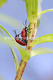 Lilioceris lilii (lily beetle, scarlet lily beetle, red lily beetle)