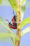 Lilioceris lilii (lily beetle, scarlet lily beetle, red lily beetle)