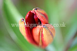 Lilium 'Red Dwarf' (Lily)