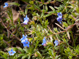 Glandora prostrata 'Heavenly Blue' syn. Lithodora diffusa 'Heavenly Blue' Lithospermum diffusum 'Heavenly Blue', Lithospermum 'Heavenly Blue'