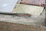 Common lizard (Zootoca vivipara)