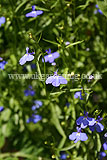 Lobelia erinus