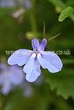 Lobelia erinus