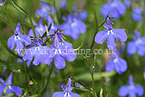 Lobelia erinus