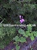 Lunaria annua syn. L. biennis (Honesty)