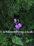 Lunaria annua syn. L. biennis (Honesty)