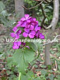 Lunaria annua syn. L. biennis (Honesty)