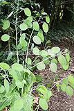 Lunaria annua (Honesty)