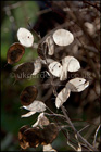 Lunaria annua (Honesty, English honesty)