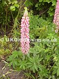 Lunipus (Lupin)