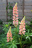 Lunipus (Lupin)