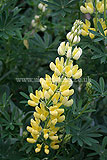 Lunipus (Lupin)