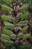 Lupin seed pod