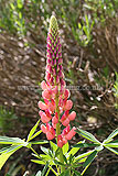 Lupin