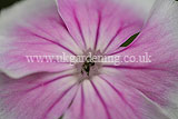 Lychnis coronaria (Rose Campion, Dusty Miller)