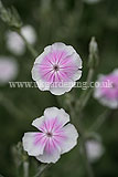 Lychnis coronaria (Rose Campion)