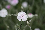 Lychnis coronaria alba (White rose Campion)