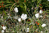 Lychnis coronaria alba (White rose Campion)