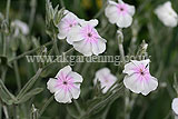 Lychnis coronaria (Rose Campion)