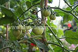 Solanum lycopersicum (Tomato)